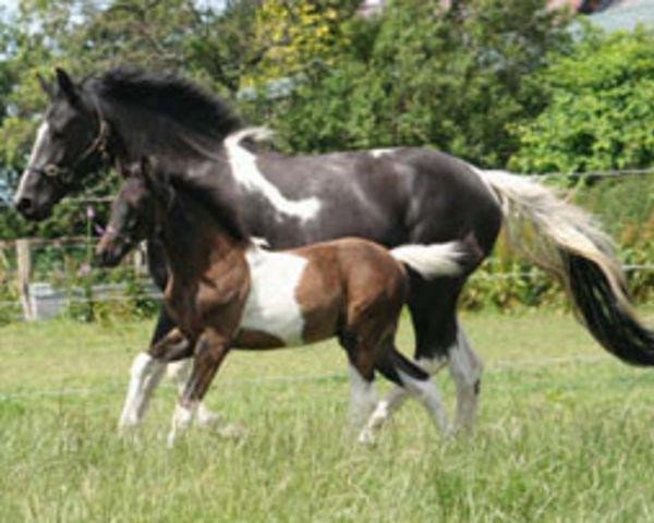 horse Charlies Angel (UK Warmblood,  , from Ringo)