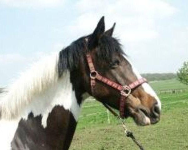 broodmare Annie XVIII (Irish Sport Horse, 1998, from Tullibards Shakespeare)