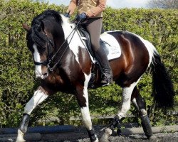 stallion Samara Fly (UK Warmblood, 2006, from Sambertino)