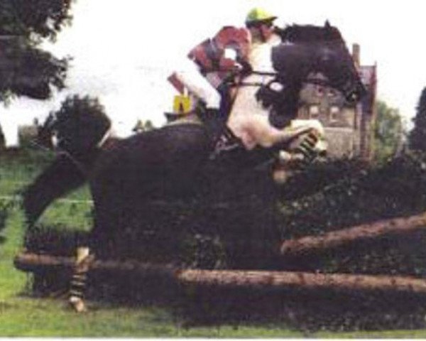 Deckhengst Tullibards Shakespeare (Irish Sport Horse, 1992, von Zhivago)