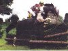 Deckhengst Tullibards Shakespeare (Irish Sport Horse, 1992, von Zhivago)