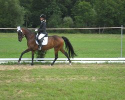 broodmare Lavinja (German Riding Pony, 1999, from Borneo)