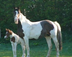 broodmare Venus SQS (KWPN (Royal Dutch Sporthorse), 2002, from Samber)