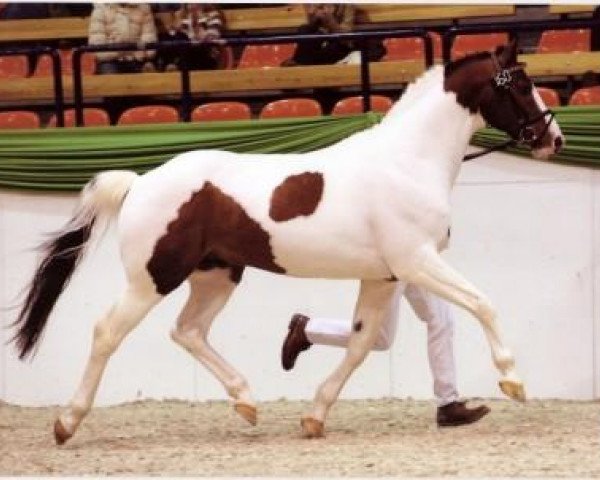 stallion Mescalero 29 (Pinto / Hunter, 1998, from Mangold)