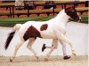 stallion Mescalero 29 (Pinto / Hunter, 1998, from Mangold)