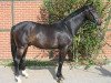 dressage horse Diamigo OLD (Oldenburg, 2007, from Dimaggio)