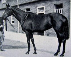 broodmare Kyak xx (Thoroughbred, 1953, from Big Game xx)