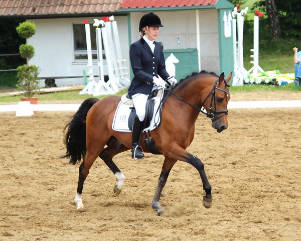 stallion Der kleine Charmeur (German Riding Pony, 2008, from Der feine Lord AT)