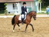 stallion Der kleine Charmeur (German Riding Pony, 2008, from Der feine Lord AT)