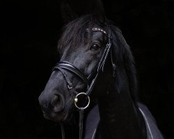 dressage horse Roxanne (Hanoverian, 2013, from Don Index)