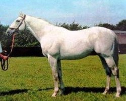 stallion Roan Rocket xx (Thoroughbred, 1961, from Buisson Ardent xx)