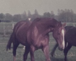 horse Patnerin (Hanoverian, 1976, from Partisan)