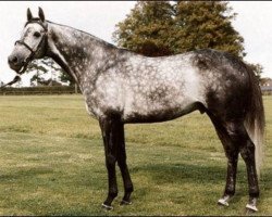 stallion Terimon xx (Thoroughbred, 1986, from Bustino xx)