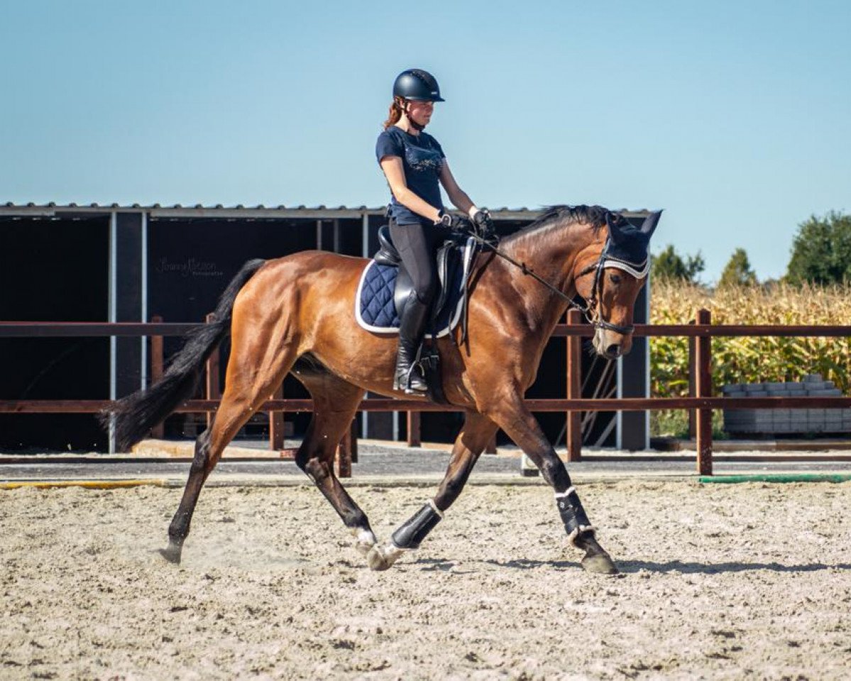 jumper Quintero 25 (Hanoverian, 2009, from Quintender 2)