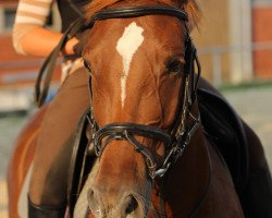 jumper Tip Top Thea (German Riding Pony, 2009, from Timberland)