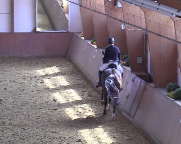 Reitturnier Bad Salzuflen 2022