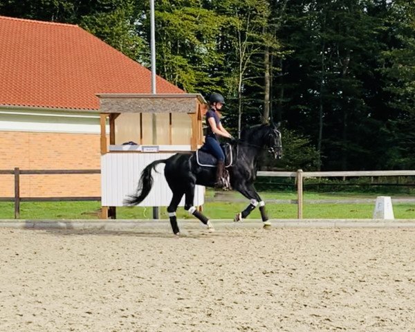 dressage horse Chelsea Conte (Oldenburg, 2013, from Zonik)