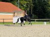 dressage horse Chelsea Conte (Oldenburg, 2013, from Zonik)