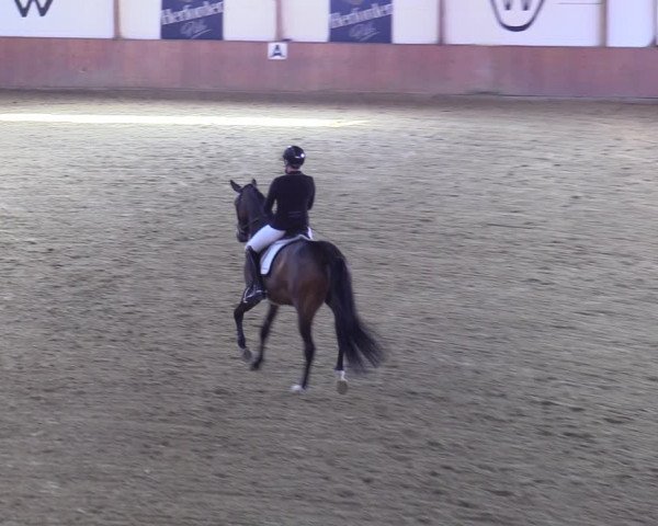 Reitturnier Bad Salzuflen 2022
