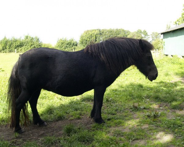 Zuchtstute Evelyn van de Beatrixlaan (Shetland Pony, 1990, von Okay van Geldersoord)