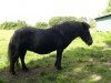 Zuchtstute Evelyn van de Beatrixlaan (Shetland Pony, 1990, von Okay van Geldersoord)