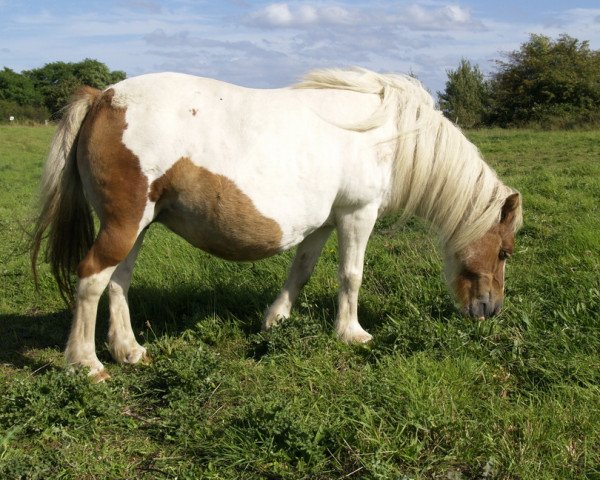 Zuchtstute Lady v. Hoeve Eelwerd (Shetland Pony, 1996, von Furore van Stal Brammelo)