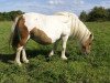 Zuchtstute Lady v. Hoeve Eelwerd (Shetland Pony, 1996, von Furore van Stal Brammelo)