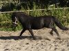 stallion Klavier van 't Laantje (Shetland Pony, 1995, from Sinjeur van de Amstelhof)