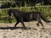 Deckhengst Klavier van 't Laantje (Shetland Pony, 1995, von Sinjeur van de Amstelhof)