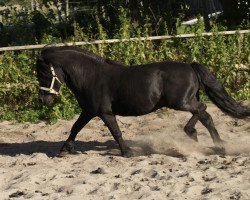 stallion Klavier van 't Laantje (Shetland Pony, 1995, from Sinjeur van de Amstelhof)