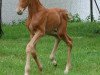 dressage horse Caspara 3 (Oldenburg, 2007, from Goethe)