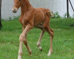 dressage horse Caspara 3 (Oldenburg, 2007, from Goethe)