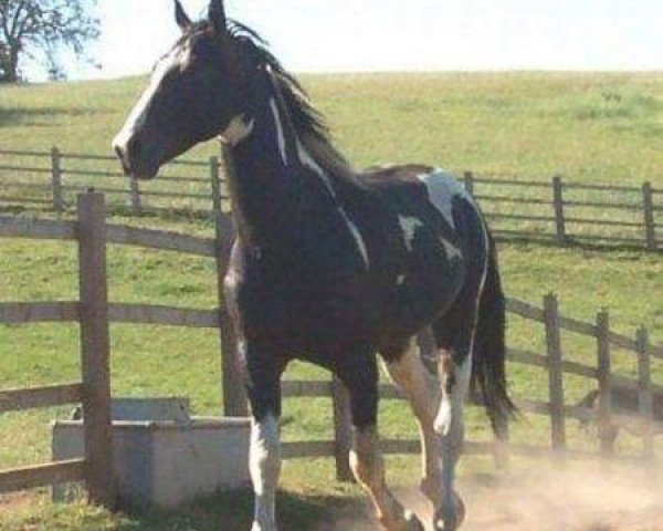 stallion Update (KWPN (Royal Dutch Sporthorse), 2001, from Sammartini)