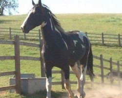 stallion Update (KWPN (Royal Dutch Sporthorse), 2001, from Sammartini)