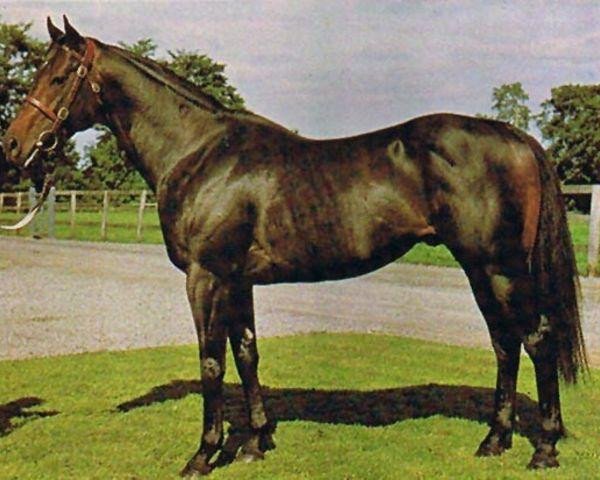 stallion Garda's Revenge xx (Thoroughbred, 1973, from Dancer's Image xx)