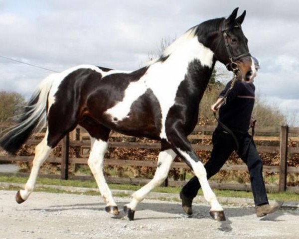 Deckhengst Bam Bam G (Warmblutschecke, 2004, von Ringo)