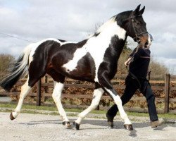 stallion Bam Bam G (Roan Warmblood, 2004, from Ringo)