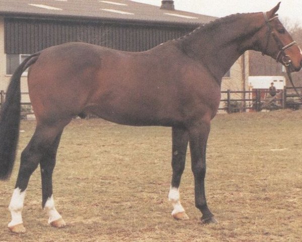 stallion Pink Floyd (Oldenburg, 1981, from Pik Bube I)