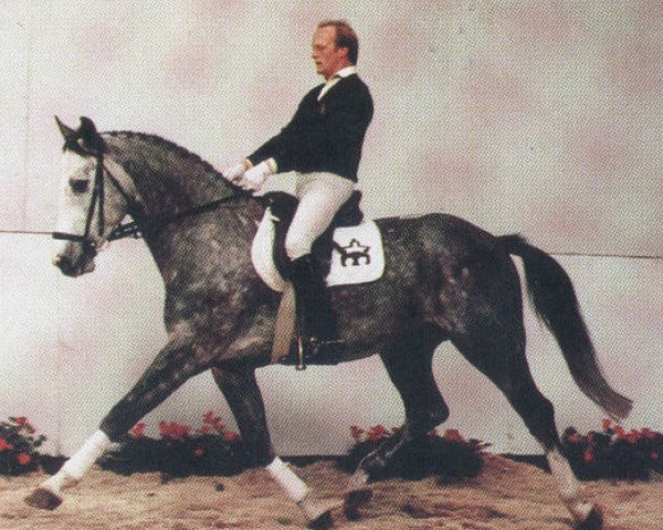 stallion Weinheim (Hanoverian, 1983, from Wagner)