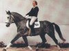 stallion Weinheim (Hanoverian, 1983, from Wagner)