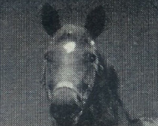 stallion Wahlmann (Hanoverian, 1955, from Frio)