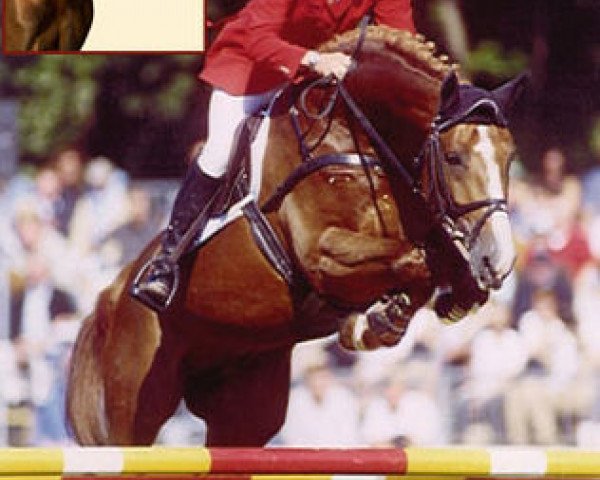 stallion Caplan (Holsteiner, 1999, from Carolus I)