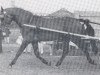 stallion Chrom (Holsteiner, 1969, from Cromwell)