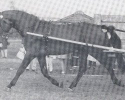 stallion Chrom (Holsteiner, 1969, from Cromwell)