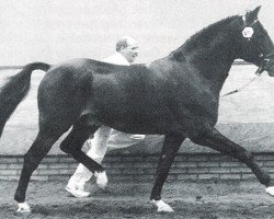 Deckhengst Anydale Nico (New-Forest-Pony, 1983, von Mermaids Jeroen)