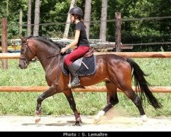 Deckhengst Marnehoeve's Everest (New-Forest-Pony, 1992, von Anydale Nico)