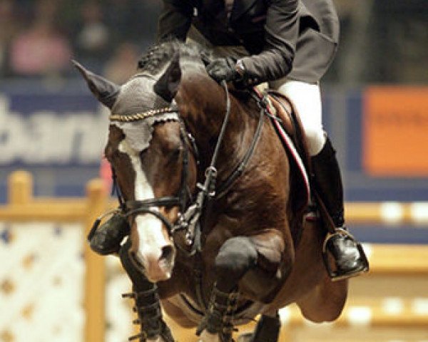 Deckhengst Cantos (Nederlands Rijpaarden en Pony, 1996, von Contender)