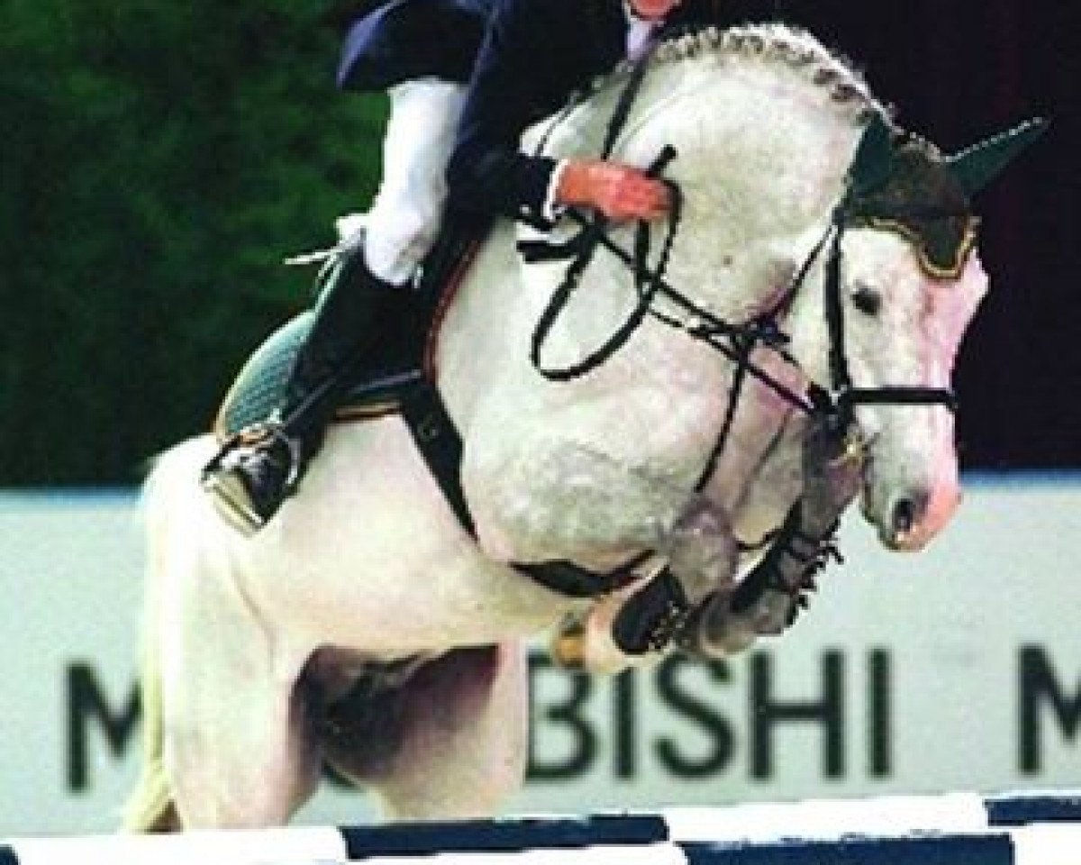 stallion Casantos (KWPN (Royal Dutch Sporthorse), 2000, from Cantos)