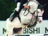 stallion Casantos (KWPN (Royal Dutch Sporthorse), 2000, from Cantos)