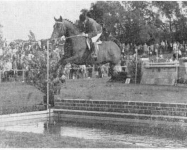 stallion Formateur (Gelderland, 1964, from Polaris)
